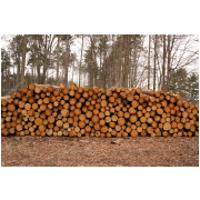 1000 x Pine WOOD