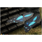 Giant Butterfly Pet