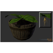 1000 Mandrake Root