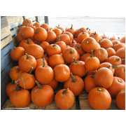 500 Pumpkins